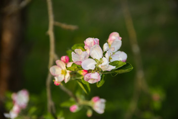 Obraz na płótnie Canvas Soft focus Apple blossom or white apple tree flower on a tree branch against a blue sky background. Shallow depth of field. Focus on the center of a flower still life