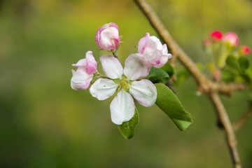 Fototapeta na wymiar Soft focus Apple blossom or white apple tree flower on a tree branch against a blue sky background. Shallow depth of field. Focus on the center of a flower still life