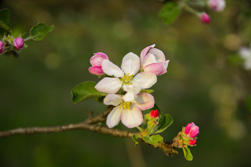 Fototapeta na wymiar Soft focus Apple blossom or white apple tree flower on a tree branch against a blue sky background. Shallow depth of field. Focus on the center of a flower still life