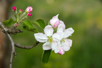Soft focus Apple blossom or white apple tree flower on a tree branch against a blue sky background. Shallow depth of field. Focus on the center of a flower still life