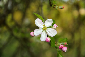 Soft focus Apple blossom or white apple tree flower on a tree branch against a blue sky background. Shallow depth of field. Focus on the center of a flower still life