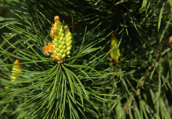 A green branch of spruce with young shoots on a blurred background. Shallow depth of field. In the category of texture, screen saver, wallpaper.
