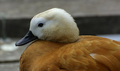 Brown duck on the floor of the planks on the river. An orange beautiful duck with a black beak and a white head cleans feathers on the beach. Colorful nature.