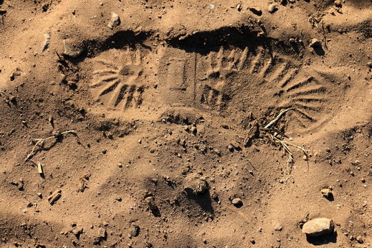 Sandy Footprint