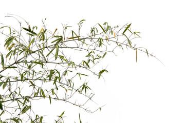 Leaf of Bamboo