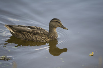 Строгино и окрестности