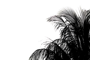isolate coconut leaves  background