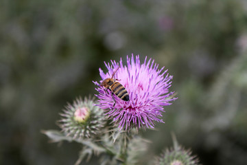 Bee on a flower.