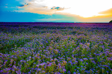 Phacelia field at sunset