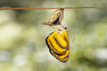 Common lascar butterfly ( Pantoporia hordonia ) emerging from chrysalis and hanging on twig