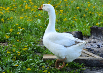 A large homemade white goose grazes on a background of green grass with yellow dandelions.