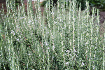 Rosemary Close-Up
