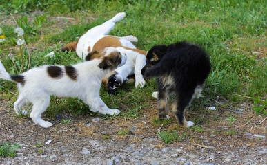 Naklejka na ściany i meble Little puppies bite and play with each other against the background of green grass. Beautiful white color, black nose and brown ears. Group of cheerful dogs.