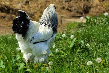 A very large Brahma chicken with an arco red comb on its head and black and white color grazing on...