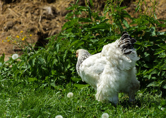 A very large Brahma chicken with an arco red comb on its head and black and white color grazing on...