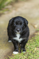 Puppies Playing in Garden