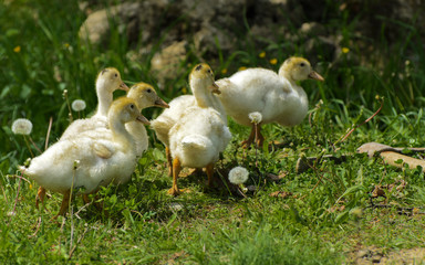 Small domestic white ducklings graze on a background of green grass with yellow dandelions.