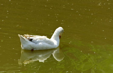 White, well-fed domestic geese with a red beak gracefully float on the lake.