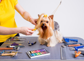 Professional cares for a dog in a specialized salon. Groomers holding tools at the hands.
