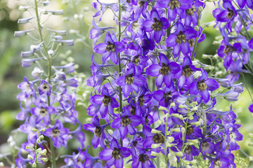 blossoming delphinium in the field