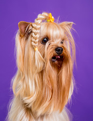 Small yorkshire terrier on blue background.