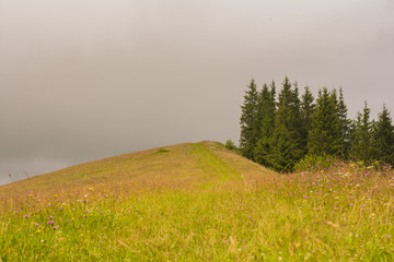 mountain peak and alpine flower