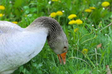 A large homemade gray goose grazes on a background of green grass with yellow dandelions.