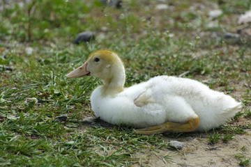 Small domestic white ducklings graze on a background of green grass with yellow dandelions.
