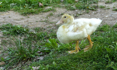 Small domestic white ducklings graze on a background of green grass with yellow dandelions.