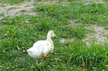 Small domestic white ducklings graze on a background of green grass with yellow dandelions.