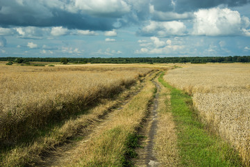 Fototapeta na wymiar Country road through rape and wheat fields