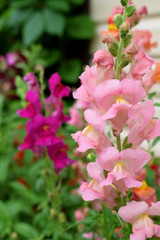 Pink snapdragon flowers in the garden