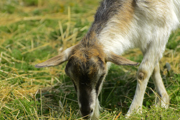 Fototapeta premium White goat with long horns and a white gray beard close-up grazes against a background of green grass. Beautiful white color and brown horns.