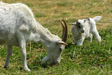 White goat with long horns and a white gray beard close-up grazes against a background of green grass. Beautiful white color and brown horns.