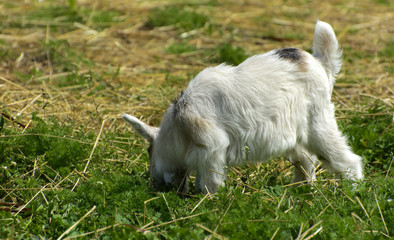 Naklejka na ściany i meble A goat kid walks through the farm on a yellow straw background. Original black and white color of a small goat.