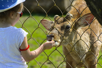  A little girl feeds a young deer in a zoo in the summer during the moulting period against a background of green grass. Scary ugly fur with bald patches