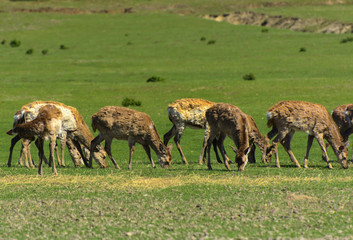 Naklejka na ściany i meble A unique period of molting deer. The deer loses its hair. It starts with the head, then goes over to the neck, legs, back and, finally, to the sides and belly. Scary ugly fur with bald patches