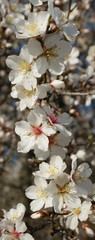 White almond tree flowers 