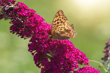 Perlmutterfalter (Schmetterling)