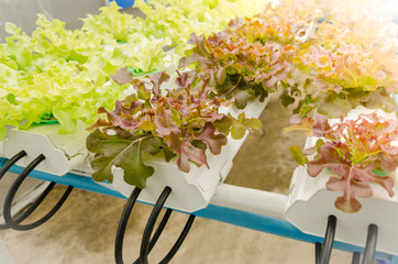 Organic fresh hydroponic vegetable farm