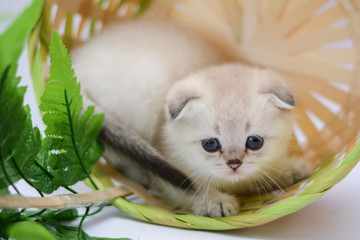 kitten cat scottish straight, lop-eared fluffy, animal