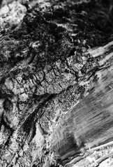 Real tree old wooden texture. Wood background with green moss and mold. Natural forest rustic photo. Vertical ecological pine bark.