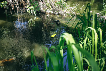The roots and branches of trees with green grass over the water in the forest. Handmade yellow paper boat in small natural river in the nature. Summer sunny day. Freedom travel creative photo.