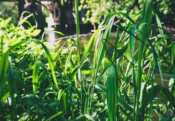 The roots and branches of trees with green grass over the water in the forest. Small natural river in the nature. Summer sunny day. Freedom travel creative photo.