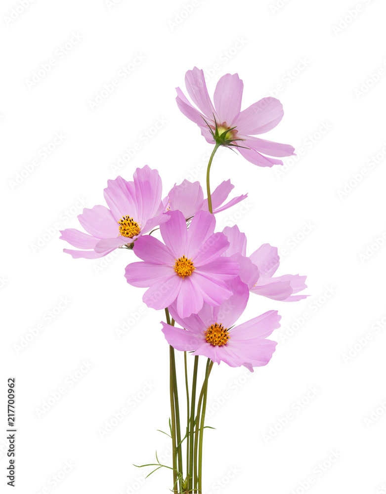 Wall mural cosmos flower