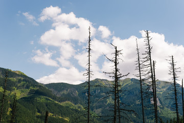 Obraz premium FOREST IN THE MOUNTAIN