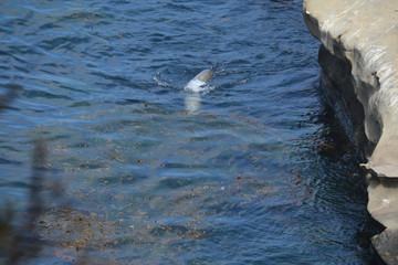 Fototapeta premium Foki w La Jolla Shores, Ca. Zabawa w wodzie w pobliżu skalnej półki.