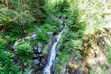 FOREST IN THE MOUNTAIN