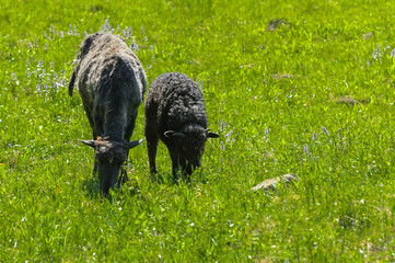 The sheep are black. An animal with a large swirling black fur grazing on a background of green grass. Village.