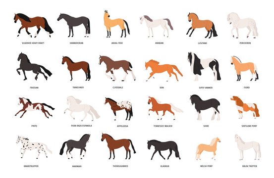Collection of horses of various breeds isolated on white background. Bundle of gorgeous domestic equine animals of different types and colors. Colorful vector illustration in flat cartoon style.